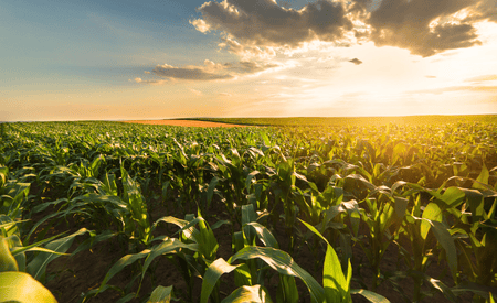 iRely Agriculture ERP