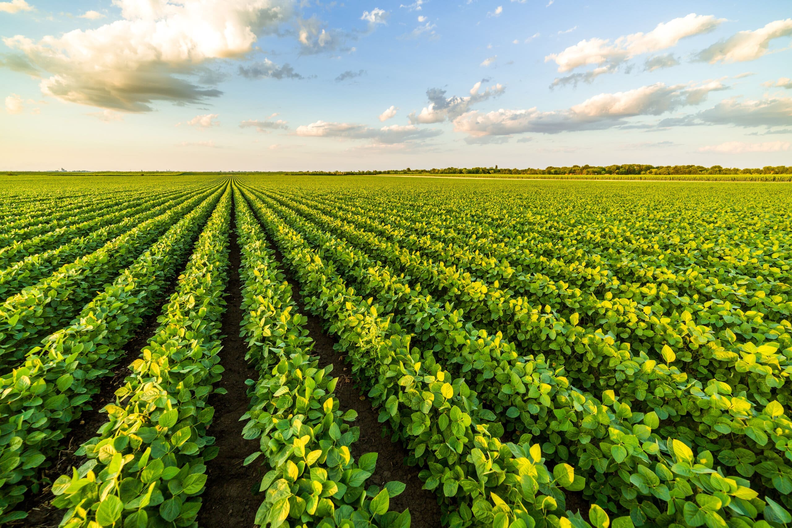 iRely Agriculture Solutions